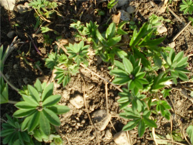 lupinus